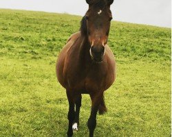 broodmare Felicita 45 (Swedish Warmblood, 2000, from Feliciano)