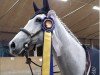 jumper Clara (Swedish Warmblood, 2011, from VDL Cardento 933)