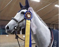 jumper Clara (Swedish Warmblood, 2011, from VDL Cardento 933)