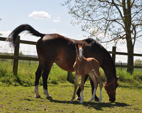 foal by Sternstunde (Trakehner, 2025, from Times Square)