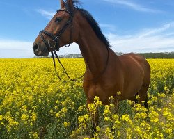 jumper Capello 33 (German Sport Horse, 2016, from Casallco)