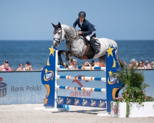 stallion Pessoa C (Belgian Warmblood, 2015, from Cicero Z van Paemel)