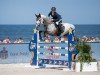 stallion Pessoa C (Belgian Warmblood, 2015, from Cicero Z van Paemel)
