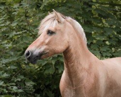 horse Hera (Fjord Horse, 2020, from Hisco)
