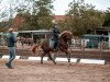 dressage horse Favour 9 (German Sport Horse, 2016, from Foundation 2)