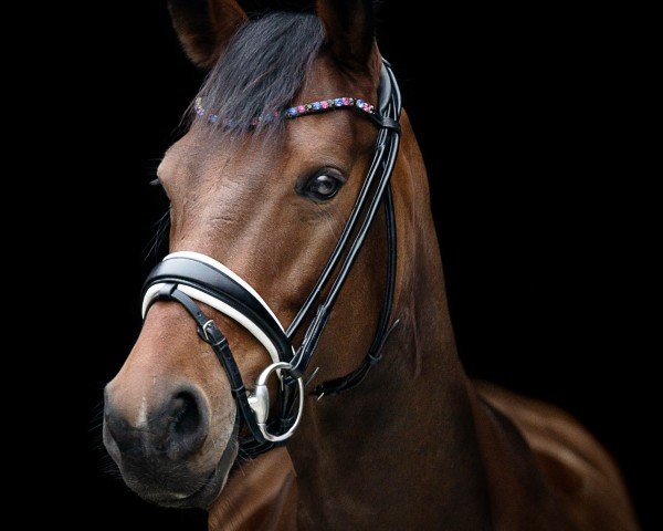 broodmare Mahayana (Trakehner, 2017, from Connery)
