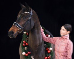 broodmare Baumann's Farina (Westphalian, 2006, from Farewell II)