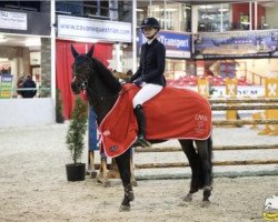 Springpferd Kilkillahara Beauty (Irish Sport Horse, 2011, von Ross Fear Bui)