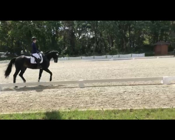 dressage horse Romeo 877 (Hanoverian, 2015, from For Romance I)