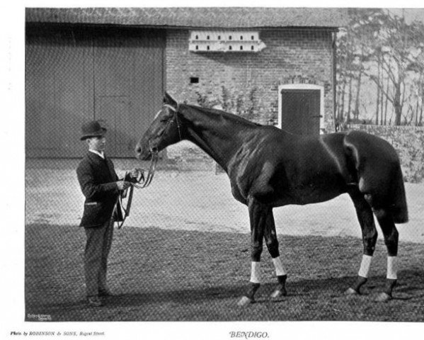 stallion Bendigo xx (Thoroughbred, 1880, from Ben Battle xx)