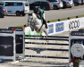 jumper Giraldo L (KWPN (Royal Dutch Sporthorse), 2011, from Zirocco Blue)