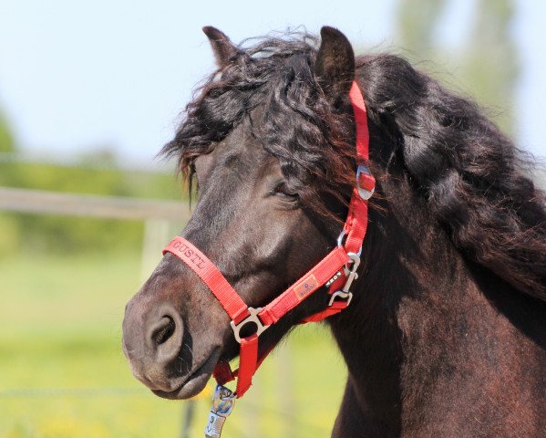 horse Sir Gust´l (Dt.Part-bred Shetland pony, 2011, from Nicht bekannt)