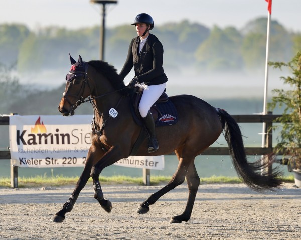 Pferd Nobel Classic (Holsteiner, 2020, von Zöllner xx)