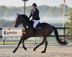 horse Nobel Classic (Holsteiner, 2020, from Zöllner xx)