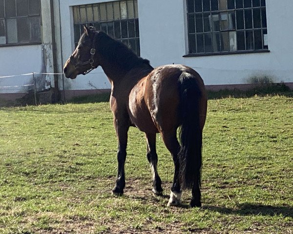 Pferd Gavain (Connemara-Pony, 1995, von Gavin)