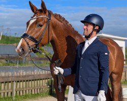 Dressurpferd Oyphorie (Holsteiner, 2021, von Dynamic Dream)