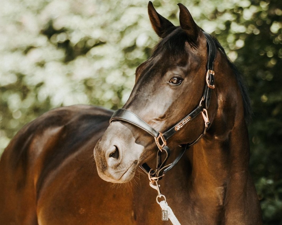 broodmare BreFood's Sweet Valentine (Oldenburg, 2015, from Sir Donnerhall I)