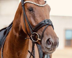 dressage horse Total Belize (Oldenburg, 2019, from Total Hope OLD)