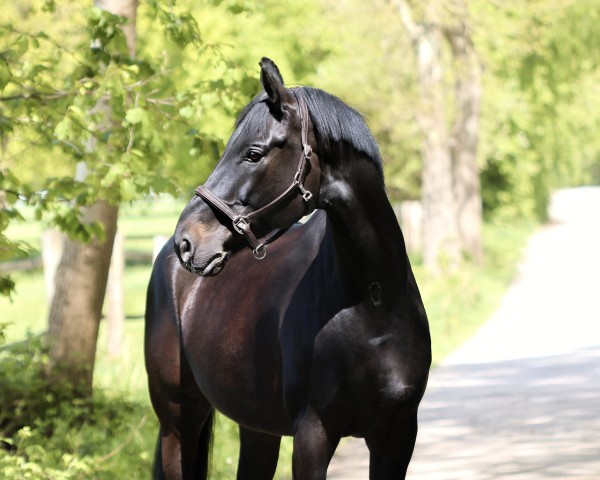 dressage horse Fürst-Flashlight (German Sport Horse, 2015, from Fürst Magic)