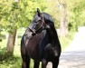 dressage horse Fürst-Flashlight (German Sport Horse, 2015, from Fürst Magic)