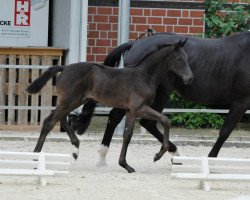 broodmare Zuckerpuppe MV (Westphalian, 2017, from Zonik One)