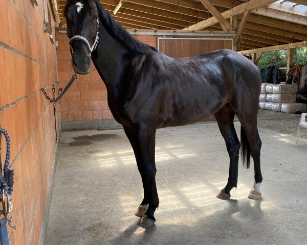 Pferd Marlow (Kleines deutsches Reitpferd, 2017, von Maestro)