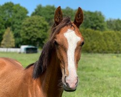 Pferd Ferrell (Westfale, 2020, von Fürst Toto)