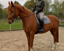 jumper Zuallererst (Hanoverian, 2019, from Zinedream)