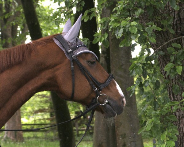 Pferd Rio Secco (Oldenburger, 2000, von Rohdiamant)