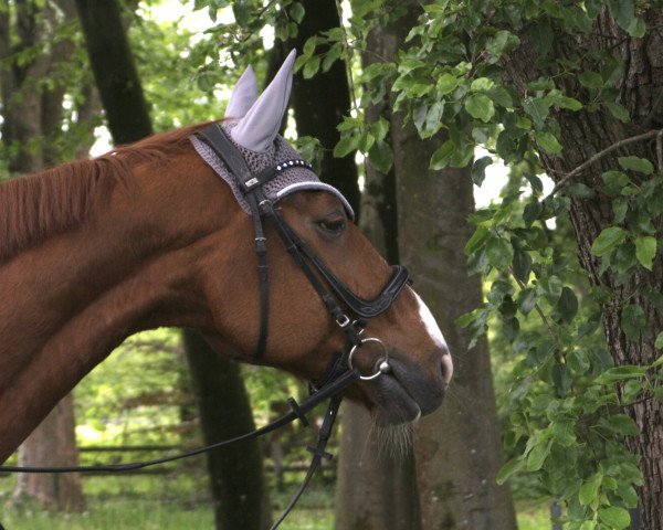 horse Rio Secco (Oldenburg, 2000, from Rohdiamant)