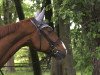 horse Rio Secco (Oldenburg, 2000, from Rohdiamant)