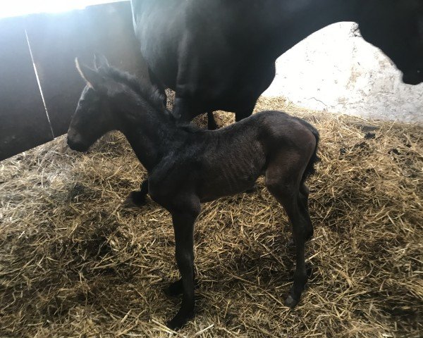 foal by Moredo TS (Westphalian, 2025, from Morrison)