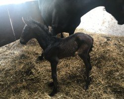 foal by Moredo TS (Westphalian, 2025, from Morrison)