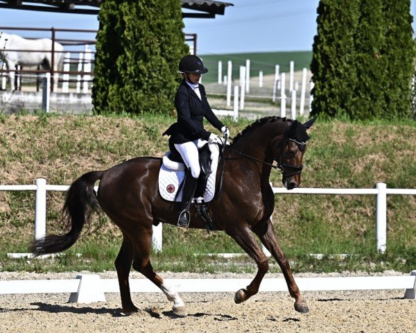 Dressurpferd Belcanto Gold (Oldenburger, 2018, von Best of Gold)