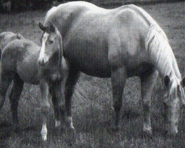 Pferd Flit Bars Gay Doc (Quarter Horse, 1994, von Tivio Jess Flit Bar)