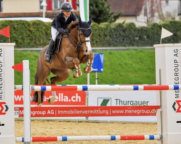 jumper Gribouille Dela Cense (Selle Français, 2016, from Viking d'La Rousserie)