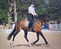 broodmare Florentina J (German Sport Horse, 2018, from Fuechtels Floriscount OLD)
