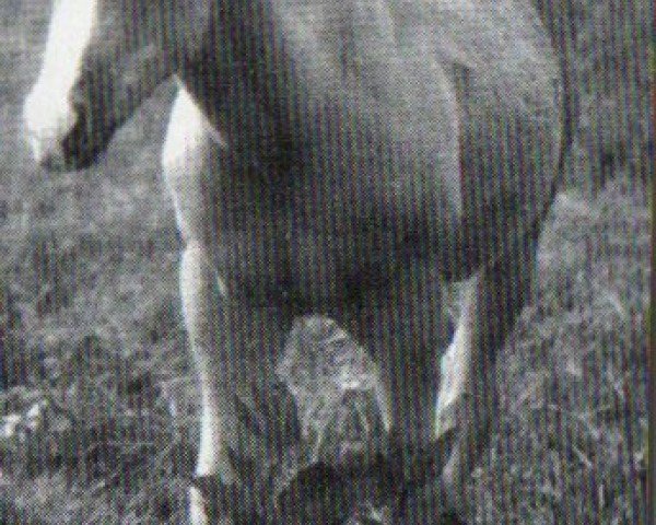 Pferd Flit Bars Linden Jett (Quarter Horse, 1994, von Tivio Jess Flit Bar)
