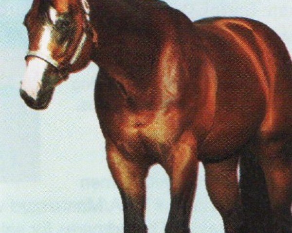 horse Sizzlin Zippo (Quarter Horse, 1993, from Zippo Pine Bar)