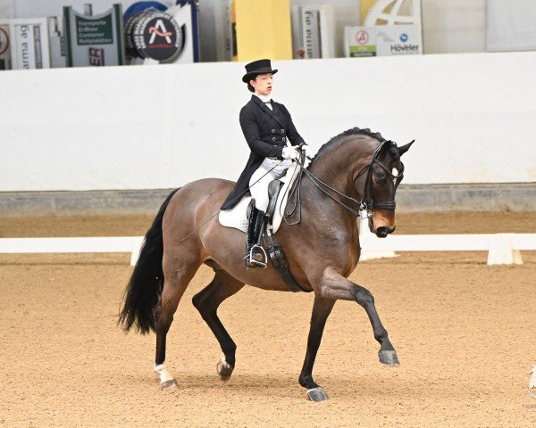 Deckhengst Liegnitz II (Deutsches Sportpferd, 2014, von Lahnstein 4)