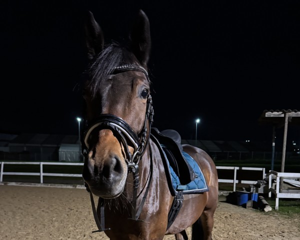 dressage horse Ma Belle Journee (Trakehner, 2017, from Honoré du Soir)