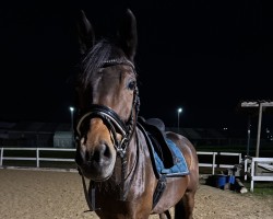 Dressurpferd Ma Belle Journee (Trakehner, 2017, von Honoré du Soir)