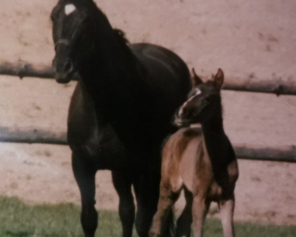 Zuchtstute Sarah (Österreichisches Warmblut, 1984, von Dürnstein)