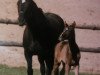 broodmare Sarah (Austrian Warmblood, 1984, from Dürnstein)