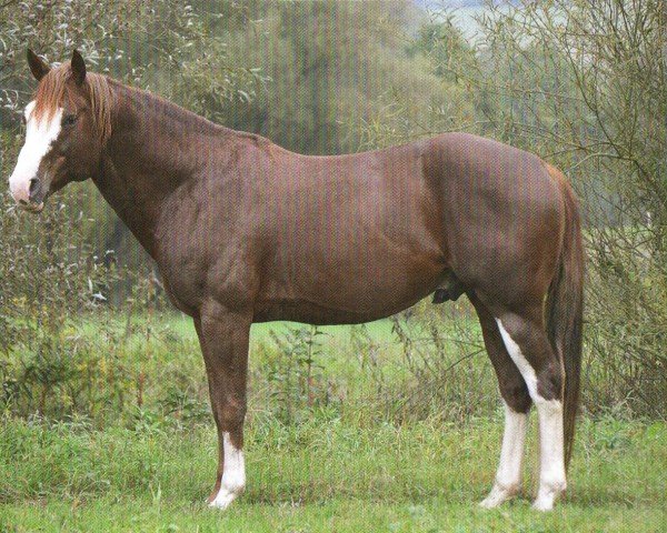 Pferd Jacs Limited Edition (Paint Horse, 2011, von Fourteen Karat Jac)