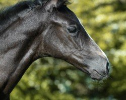 foal by Bitter Sweet Symphony (Westphalian, 2025, from Be my Dancer)