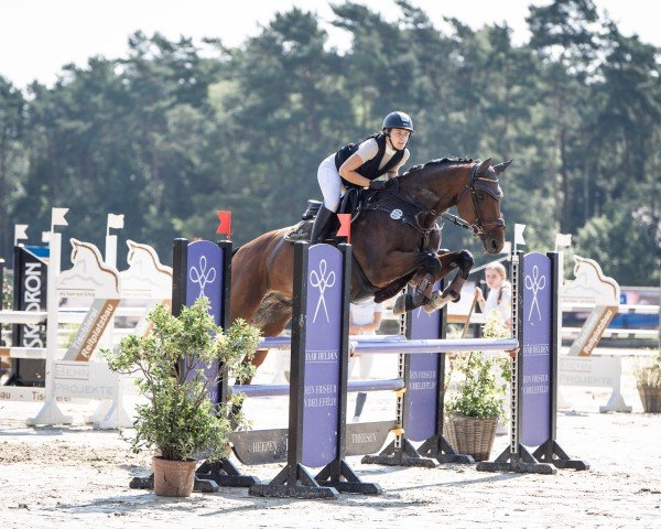 jumper Fininjo (Oldenburg, 2010, from Fidertanz)