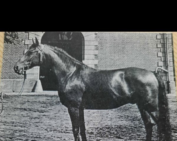 stallion Kurator II (Hanoverian, 1953, from Kurde x)