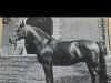 stallion Kurator II (Hanoverian, 1953, from Kurde x)