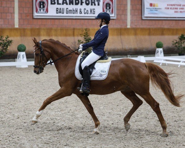 Dressurpferd Cookie A (Deutsches Reitpony, 2017, von Kastanienhof Cockney Cracker)